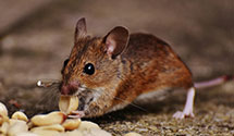 24 Hour & Emergency Exterminators in Brushy Prairie, IN